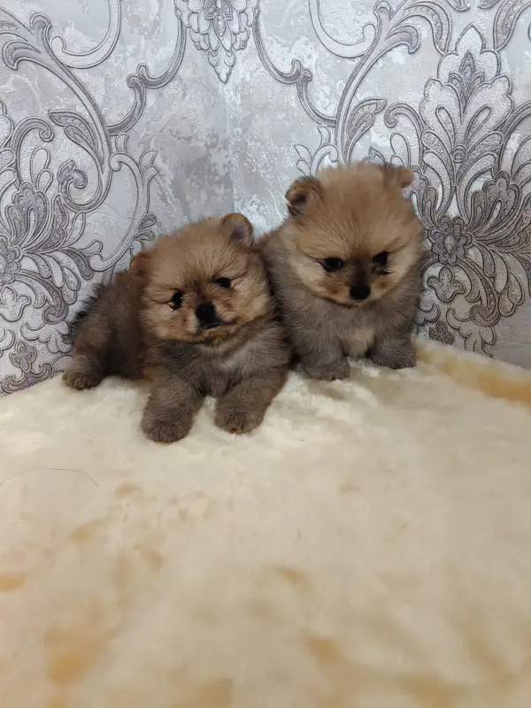 Померанский шпиц щенки.