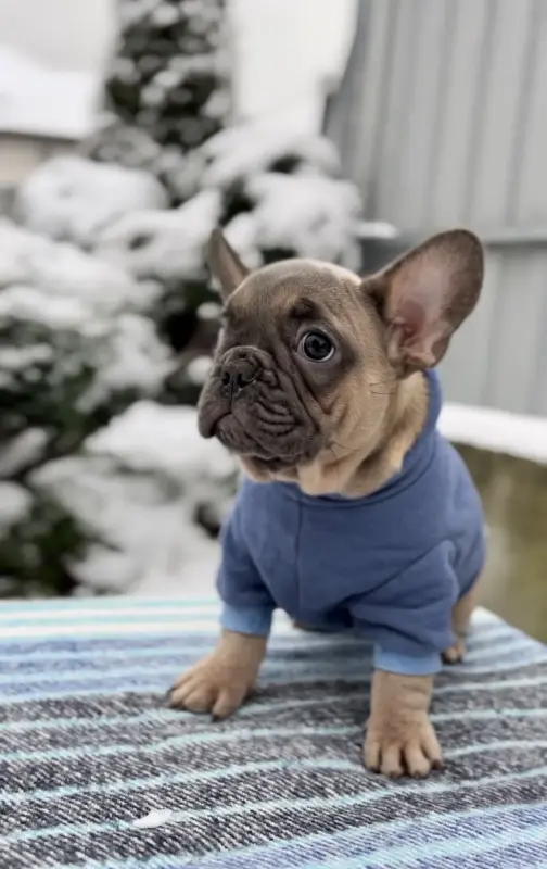 Французский бульдог мальчик
