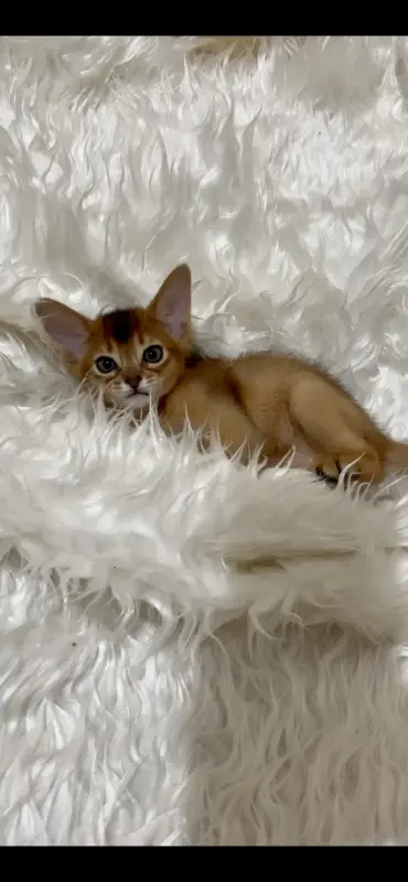 Абиссинский котёнок