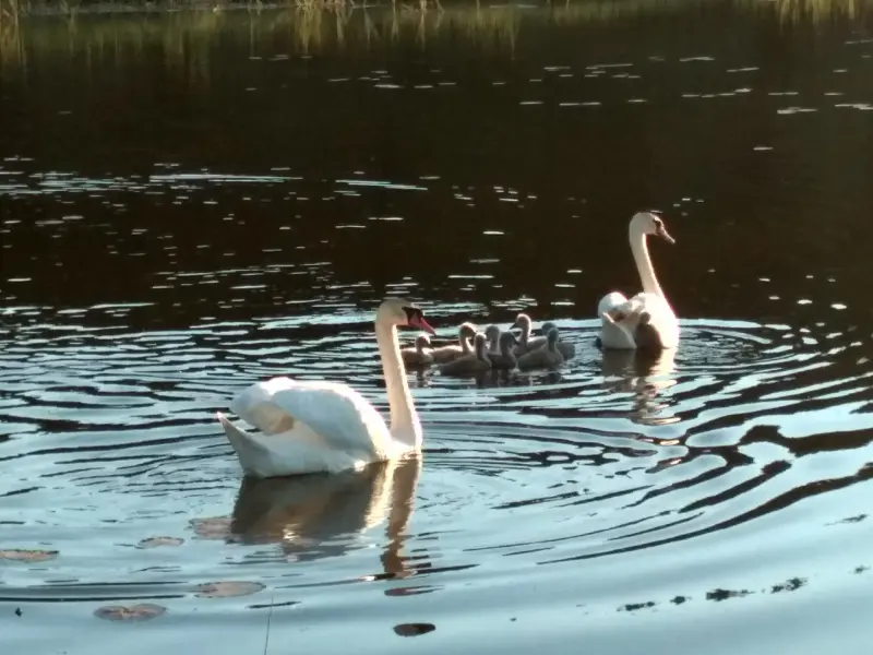 Жилой кирпичный дом на берегу озера, Толочинский район, г. п. Коханово.