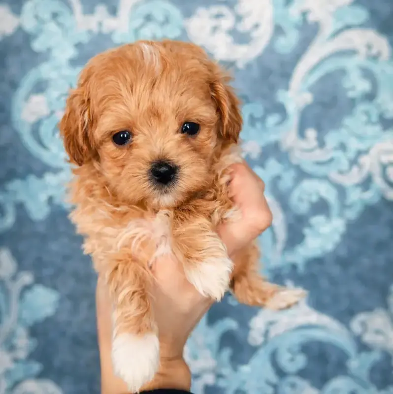 Мальтипу щенки