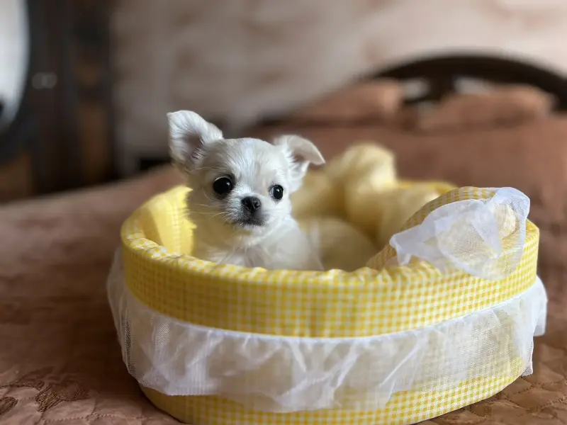 Щенки чихуахуа