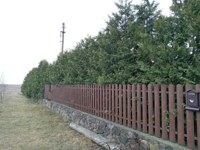 Туя Брабант