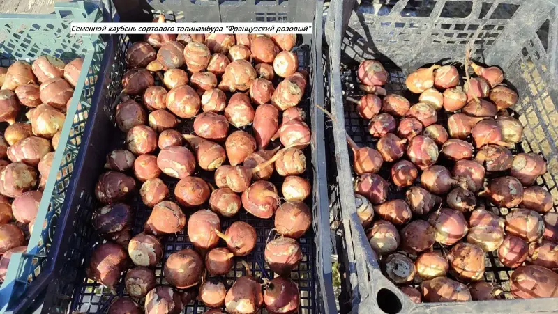 Топинамбур сортовой