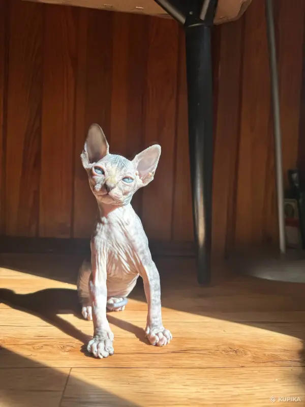 Канадский сфинкс котята