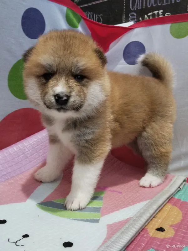 Щенки акита-ину