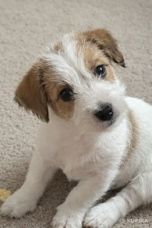 Щенок Джек Рассел