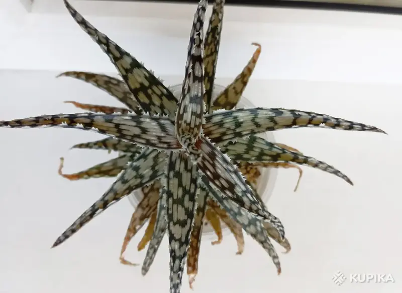 Алое Rauhii Wunderkind