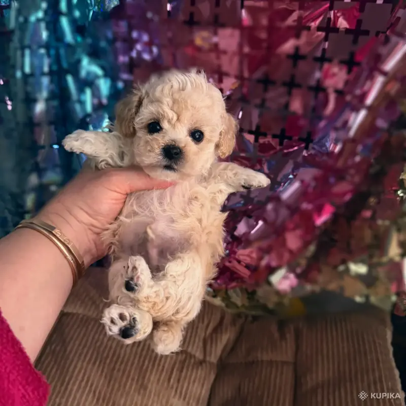 VIP качество мини микро мальтипу той пудель пушон