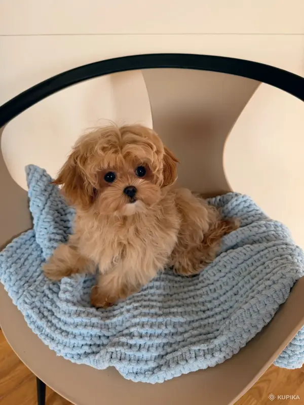 VIP качество мини микро мальтипу той пудель пушон