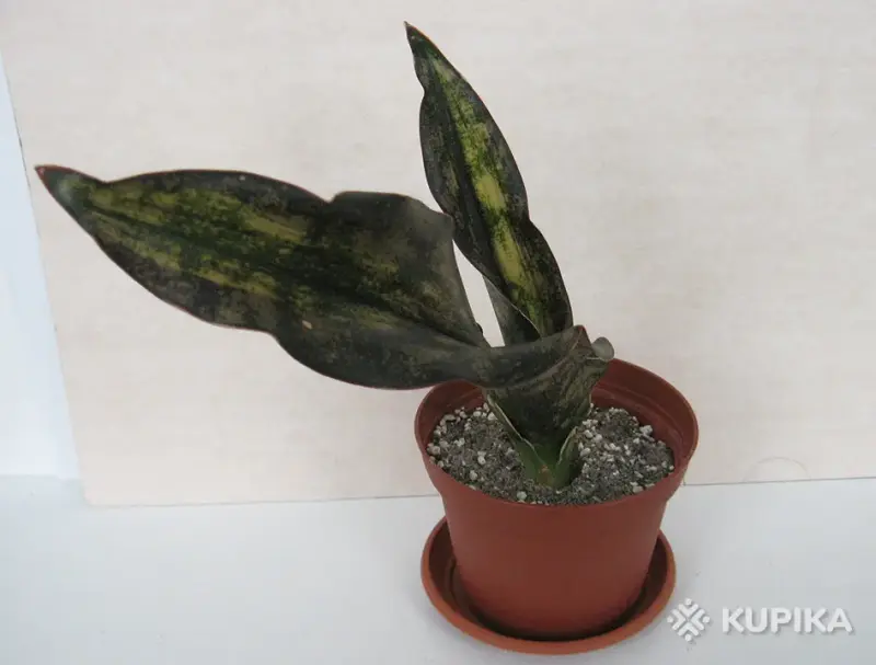 Сансевиерия Кирки Коппертон вариегатная