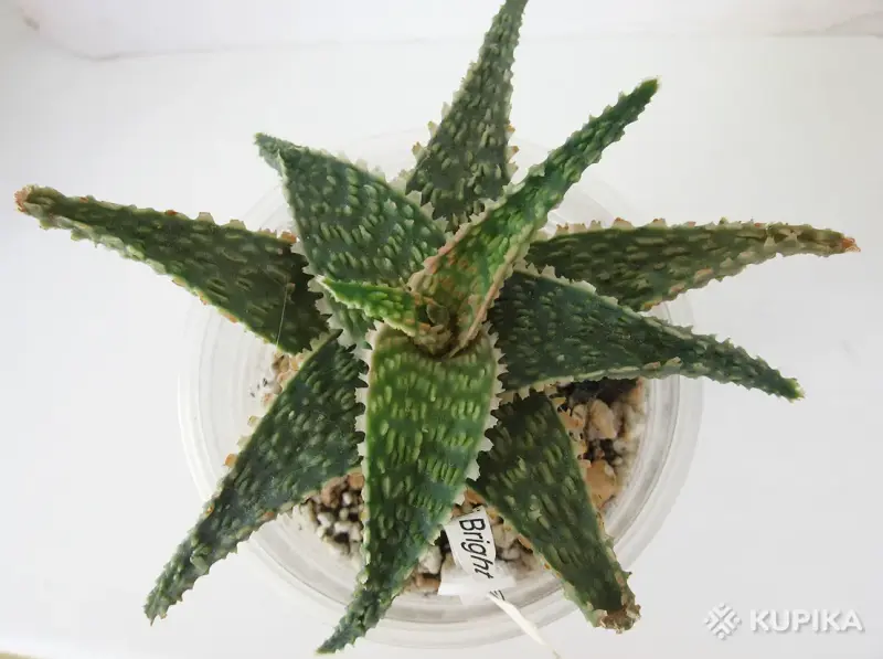 Алое рауха Бридж Эмбер