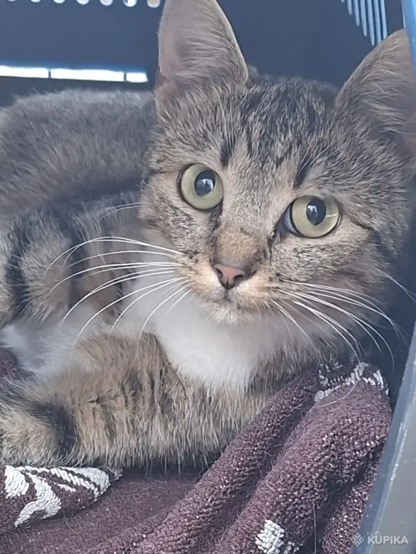 Котёнок кошечка в дар